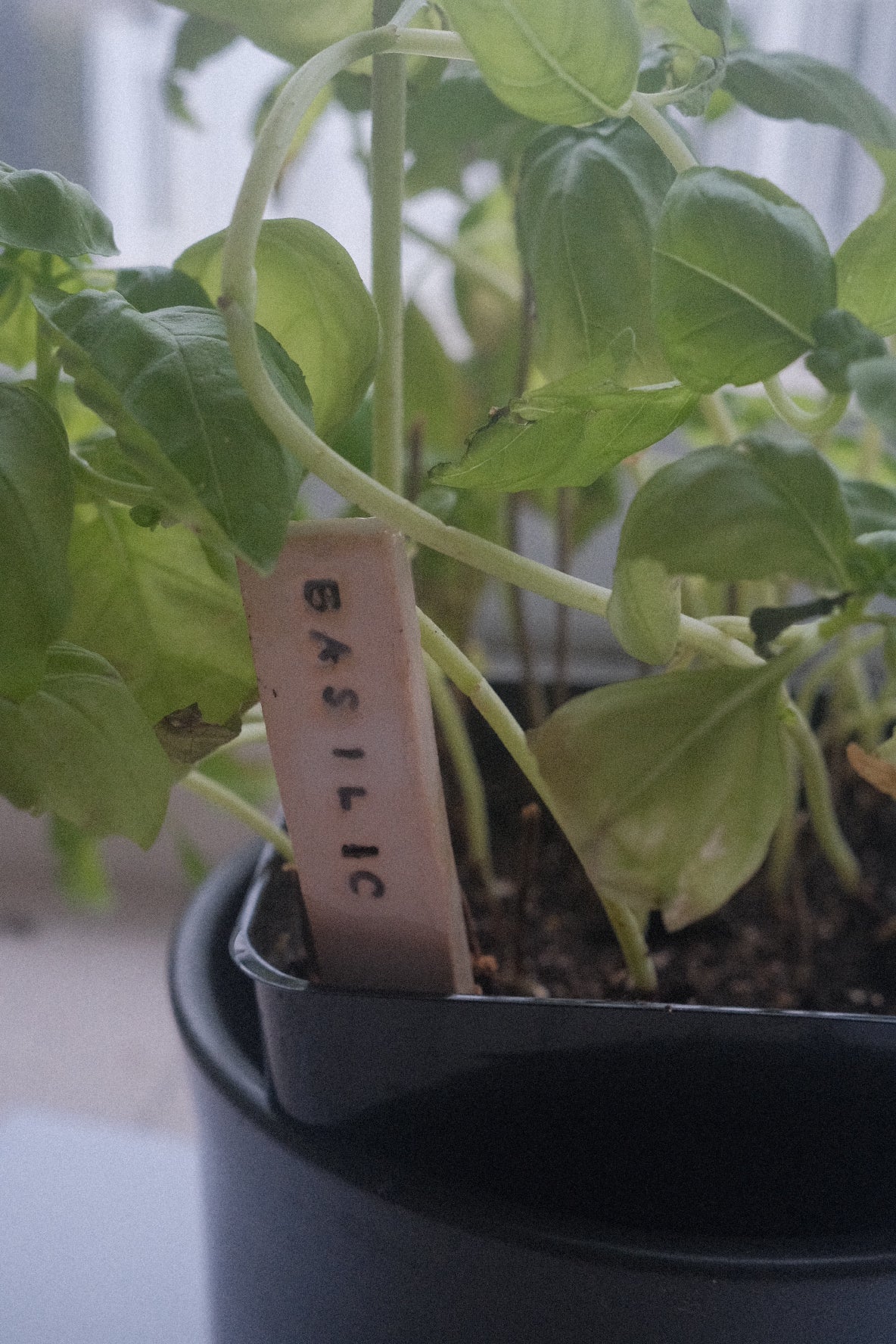 Pic de jardin